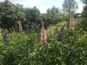 Lupinernas tur