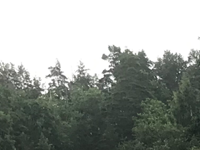 En gammal räv