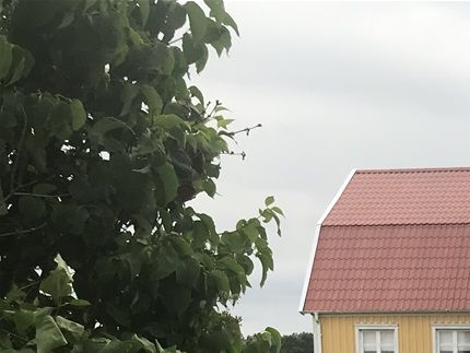 Stålemara gård