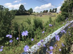 Blommor och sten i Hällaryd