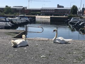 Svanar i hamn