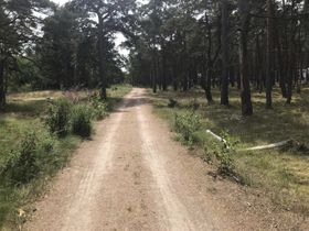 Det ger lä att cykla mellan tallarna. Det är i princip vindstilla