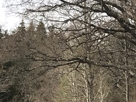 En av stigarna vi red på upp i skogen. Upp förbi det lilla huset.