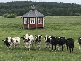 Äter två äpplen och tar en bild