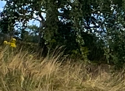 Stork