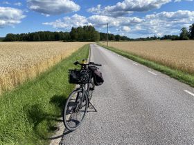 Gula mogna fält överallt